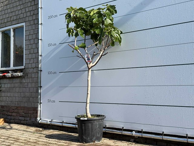 Vijgenboom laagstam xl - ficus carica - hoogte ca. 200 cm - afbeelding 3 van  6