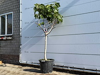 Vijgenboom laagstam xl - ficus carica - hoogte ca. 200 cm - afbeelding 3 van  6