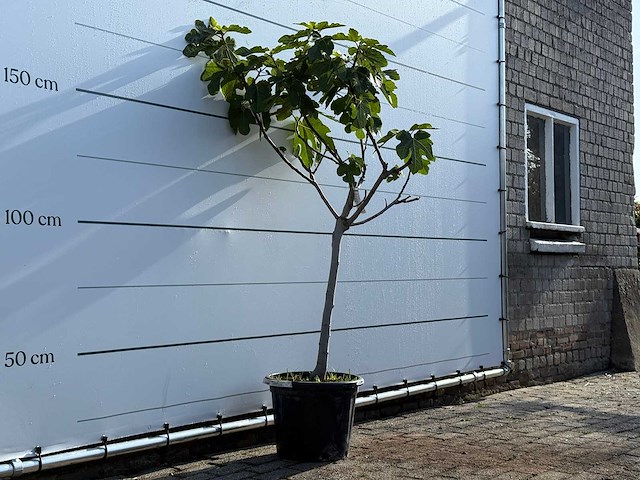 Vijgenboom laagstam xl - ficus carica - hoogte ca. 200 cm - afbeelding 4 van  6