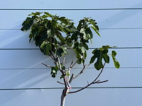 Vijgenboom laagstam xl - ficus carica - hoogte ca. 200 cm - afbeelding 5 van  6