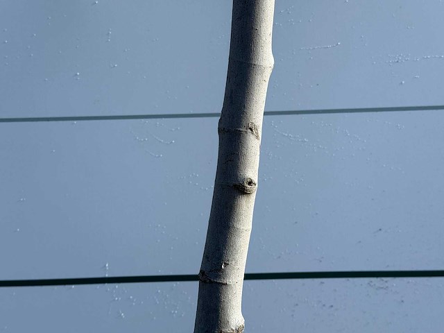 Vijgenboom laagstam xl - ficus carica - hoogte ca. 200 cm - afbeelding 6 van  6