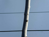 Vijgenboom laagstam xl - ficus carica - hoogte ca. 200 cm - afbeelding 6 van  6