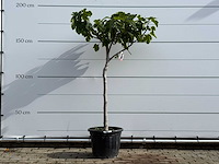 Vijgenboom laagstam xl - ficus carica - hoogte ca. 200 cm - afbeelding 1 van  5