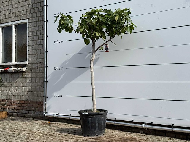 Vijgenboom laagstam xl - ficus carica - hoogte ca. 200 cm - afbeelding 2 van  5