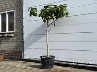 Vijgenboom laagstam xl - ficus carica - hoogte ca. 200 cm - afbeelding 2 van  5