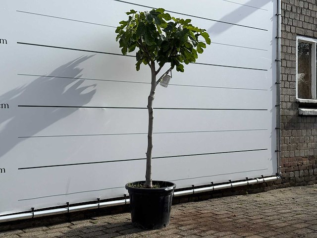 Vijgenboom laagstam xl - ficus carica - hoogte ca. 200 cm - afbeelding 3 van  5