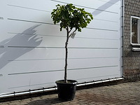 Vijgenboom laagstam xl - ficus carica - hoogte ca. 200 cm - afbeelding 3 van  5