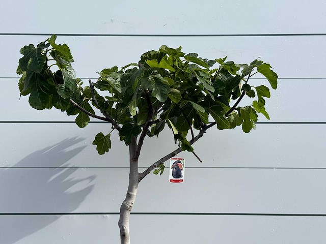 Vijgenboom laagstam xl - ficus carica - hoogte ca. 200 cm - afbeelding 4 van  5