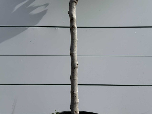 Vijgenboom laagstam xl - ficus carica - hoogte ca. 200 cm - afbeelding 5 van  5