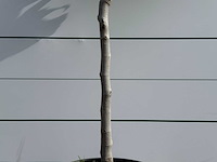 Vijgenboom laagstam xl - ficus carica - hoogte ca. 200 cm - afbeelding 5 van  5