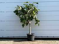 Vijgenboom laagstam xl - ficus carica - hoogte ca. 200 cm - afbeelding 1 van  3