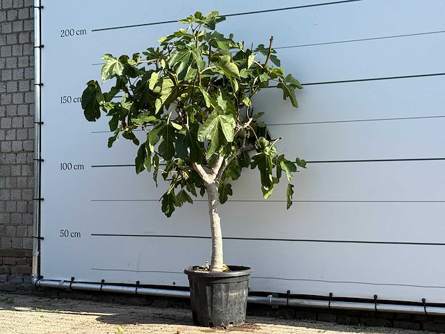 Vijgenboom laagstam xl - ficus carica - hoogte ca. 200 cm - afbeelding 2 van  3