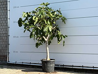 Vijgenboom laagstam xl - ficus carica - hoogte ca. 200 cm - afbeelding 2 van  3