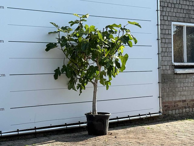 Vijgenboom laagstam xl - ficus carica - hoogte ca. 200 cm - afbeelding 3 van  3