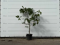 Vijgenboom laagstam xl - ficus carica - hoogte ca. 200 cm