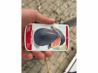 Vijgenboom laagstam xl - ficus carica - hoogte ca. 200 cm - afbeelding 2 van  4