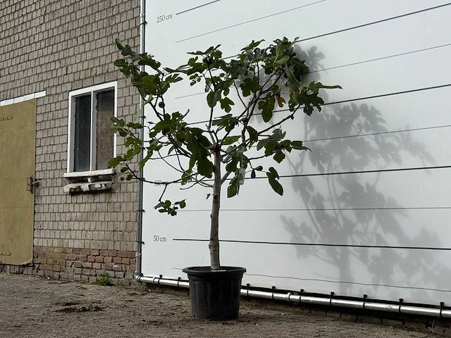 Vijgenboom laagstam xl - ficus carica - hoogte ca. 200 cm - afbeelding 3 van  4