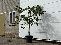 Vijgenboom laagstam xl - ficus carica - hoogte ca. 200 cm - afbeelding 3 van  4