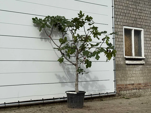 Vijgenboom laagstam xl - ficus carica - hoogte ca. 200 cm - afbeelding 4 van  4