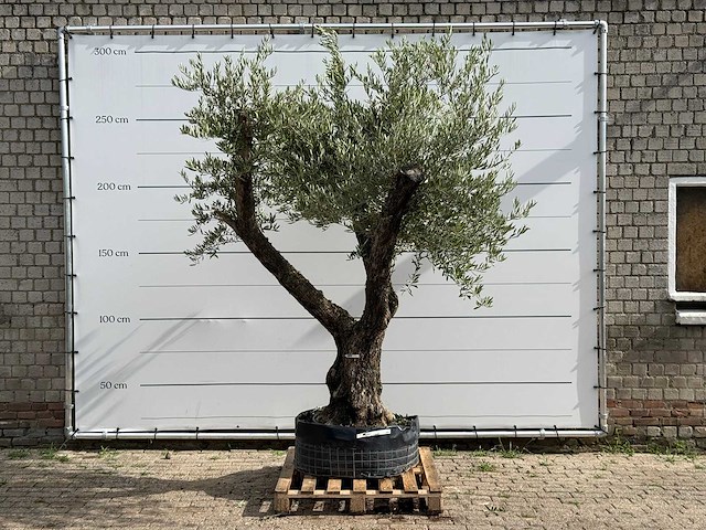 Vijgenboom laagstam xl - ficus carica - hoogte ca. 280 cm - afbeelding 1 van  5