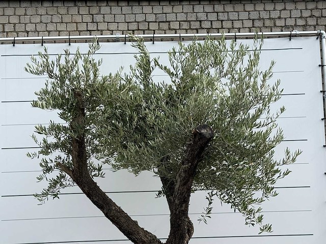 Vijgenboom laagstam xl - ficus carica - hoogte ca. 280 cm - afbeelding 5 van  5