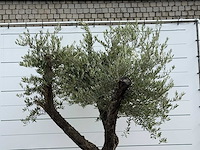 Vijgenboom laagstam xl - ficus carica - hoogte ca. 280 cm - afbeelding 5 van  5