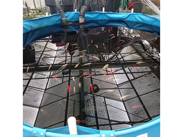 Vijverinstallatie inclusief vissen, o.a. aquaforte - afbeelding 1 van  17