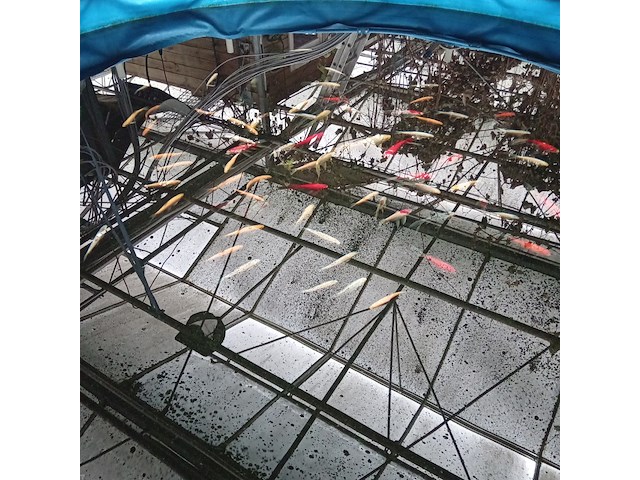 Vijverinstallatie inclusief vissen, o.a. aquaforte - afbeelding 11 van  17