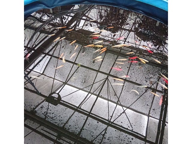 Vijverinstallatie inclusief vissen, o.a. aquaforte - afbeelding 12 van  17