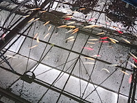 Vijverinstallatie inclusief vissen, o.a. aquaforte - afbeelding 12 van  17