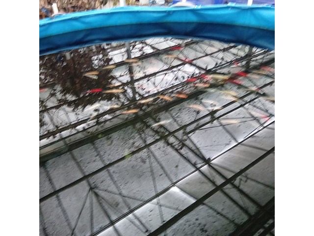 Vijverinstallatie inclusief vissen, o.a. aquaforte - afbeelding 13 van  17