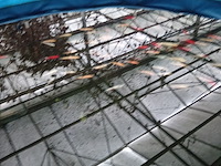 Vijverinstallatie inclusief vissen, o.a. aquaforte - afbeelding 13 van  17