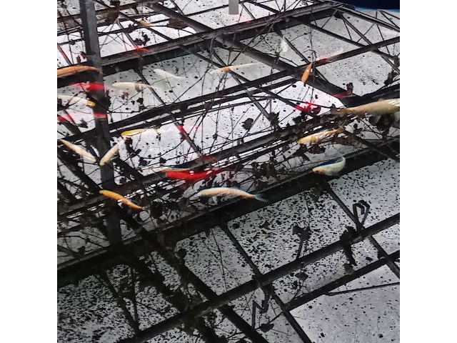 Vijverinstallatie inclusief vissen, o.a. aquaforte - afbeelding 14 van  17