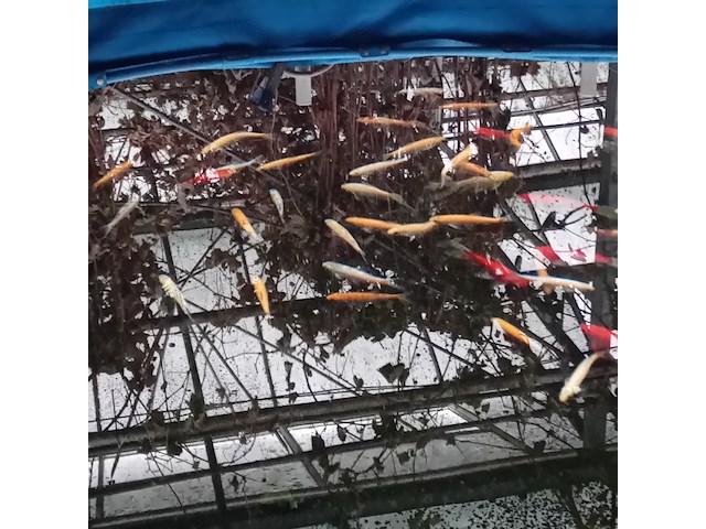 Vijverinstallatie inclusief vissen, o.a. aquaforte - afbeelding 15 van  17