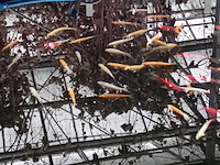 Vijverinstallatie inclusief vissen, o.a. aquaforte - afbeelding 15 van  17