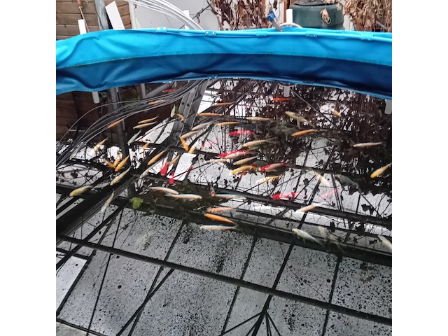 Vijverinstallatie inclusief vissen, o.a. aquaforte - afbeelding 16 van  17