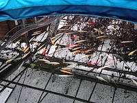 Vijverinstallatie inclusief vissen, o.a. aquaforte - afbeelding 16 van  17