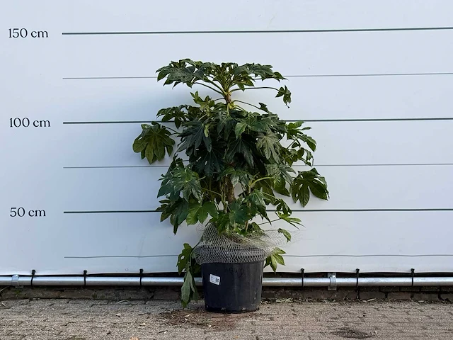 Vingerplant - fatsia japonica - hoogte ca. 130 cm - afbeelding 1 van  4