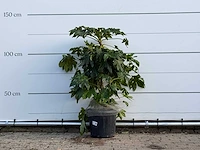 Vingerplant - fatsia japonica - hoogte ca. 130 cm