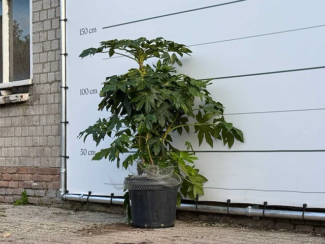Vingerplant - fatsia japonica - hoogte ca. 130 cm - afbeelding 2 van  4