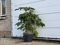 Vingerplant - fatsia japonica - hoogte ca. 130 cm - afbeelding 3 van  4