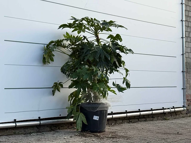 Vingerplant - fatsia japonica - hoogte ca. 130 cm - afbeelding 4 van  4