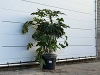 Vingerplant - fatsia japonica - hoogte ca. 130 cm - afbeelding 4 van  4