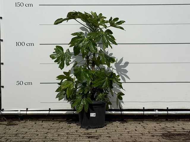 Vingerplant - fatsia japonica - hoogte ca. 140 cm - afbeelding 1 van  3
