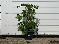 Vingerplant - fatsia japonica - hoogte ca. 140 cm - afbeelding 1 van  3