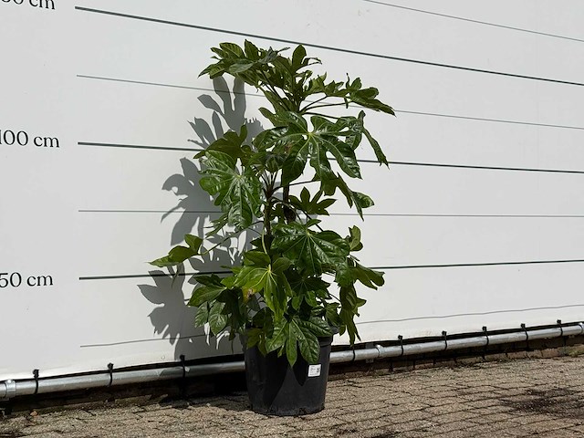 Vingerplant - fatsia japonica - hoogte ca. 140 cm - afbeelding 2 van  3