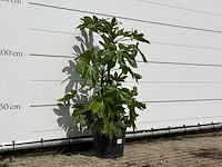 Vingerplant - fatsia japonica - hoogte ca. 140 cm - afbeelding 2 van  3