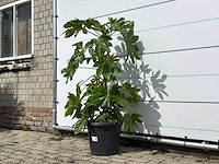 Vingerplant - fatsia japonica - hoogte ca. 140 cm - afbeelding 3 van  3