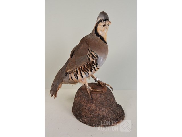 Vintage taxidermie - afbeelding 1 van  6