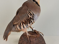 Vintage taxidermie - afbeelding 1 van  6